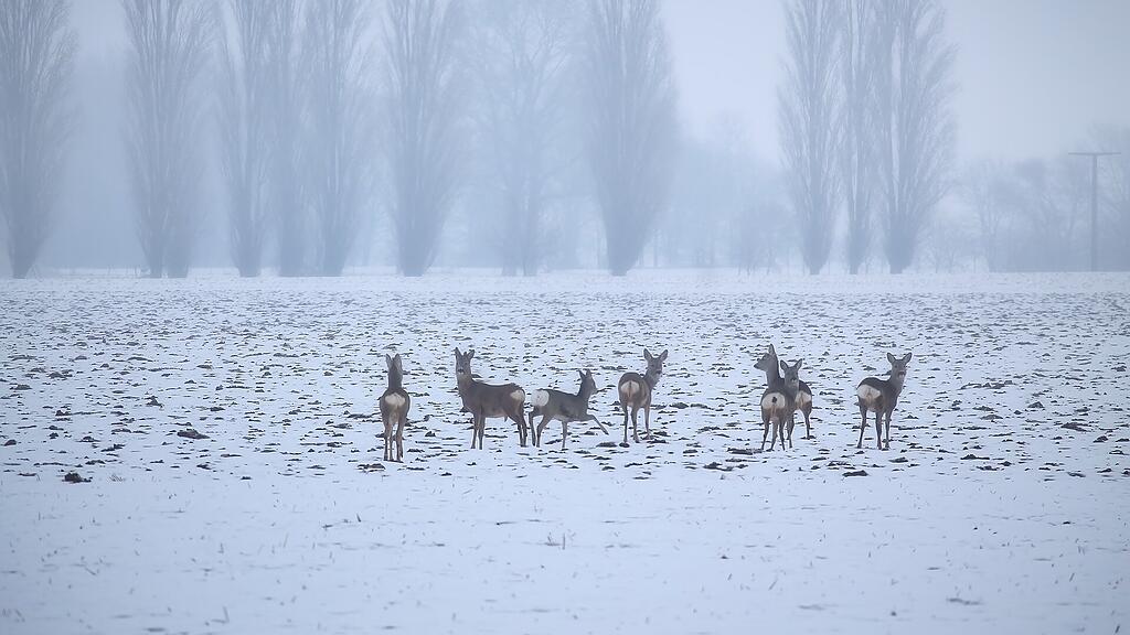 winter, reh