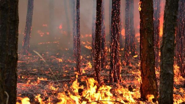 In der Stadt Salzburg herrscht akute Waldbrandgefahr.