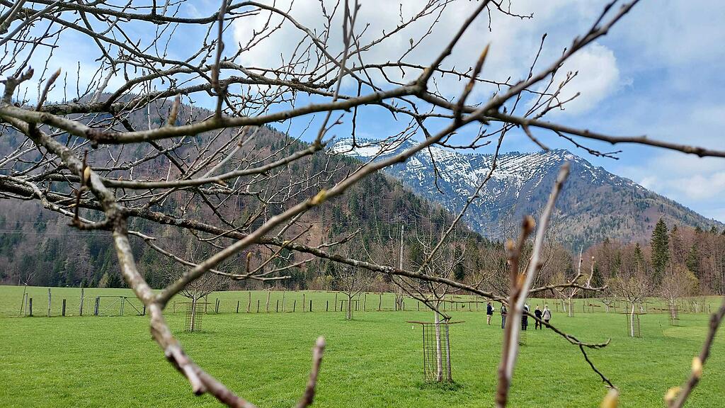 Streuobstwiese