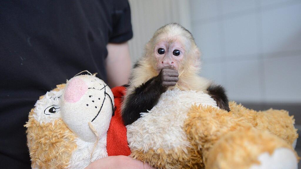Mally werde in eine bestehende Gruppe von Kapuzineraffen integriert.