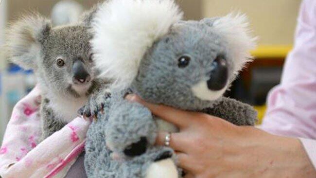 Der kleine Koala hatte Glück im Unglück.