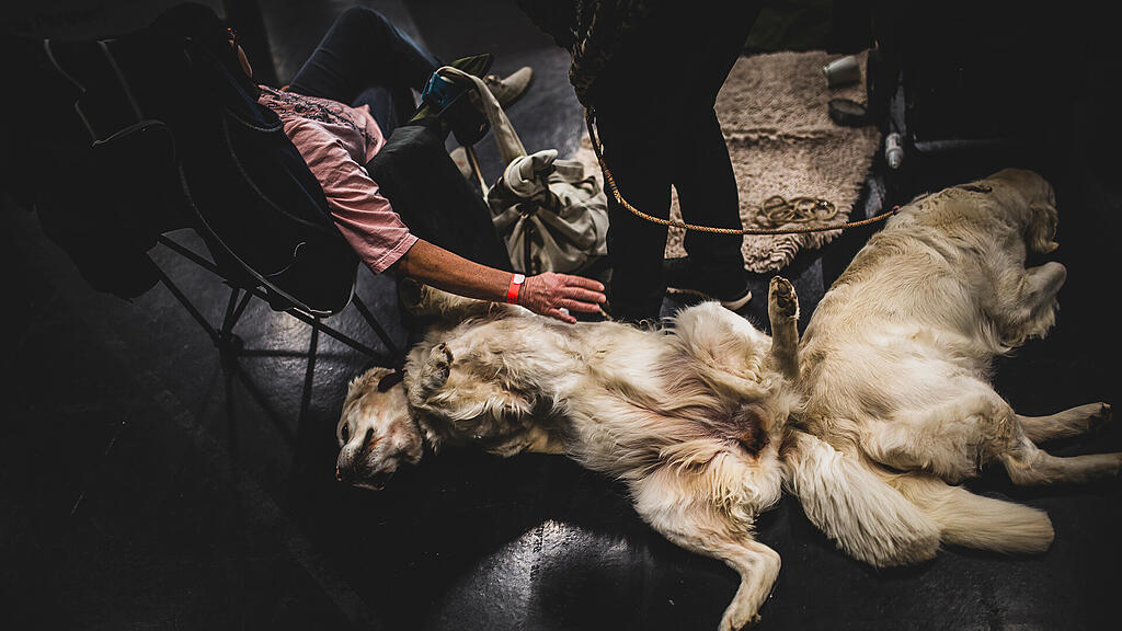 Rassehunde Ausstellung