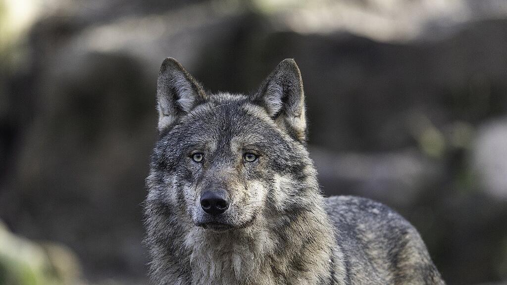 symb_wolf