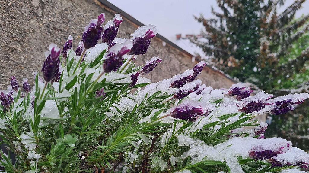 Neuschnee im April