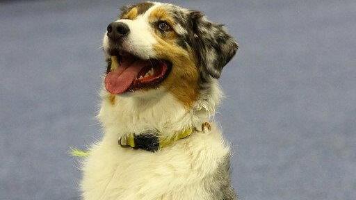 Festival der Hunde im Messezentrum Salzburg