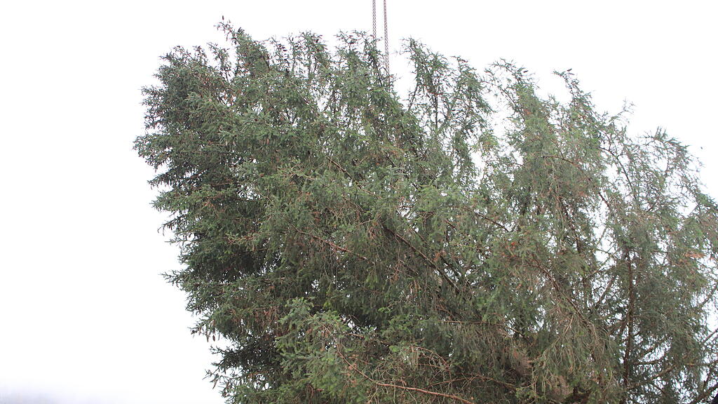 Christbaumernte