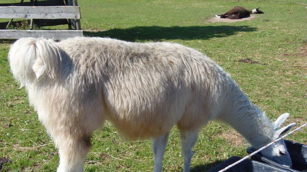 Impressionen der Tiere
