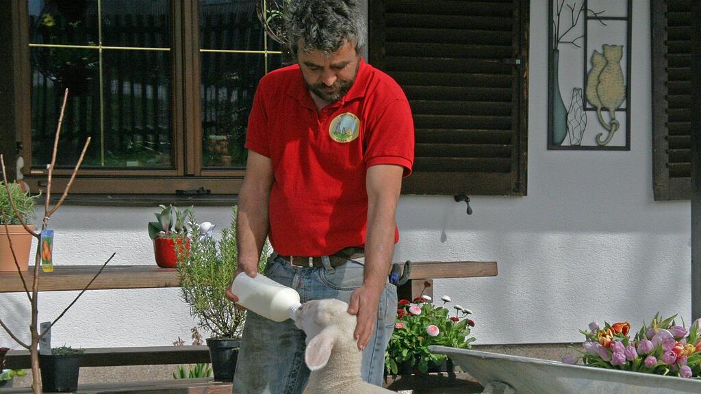 Das kleine Lamm muss alle drei Stunden gefüttert werden.