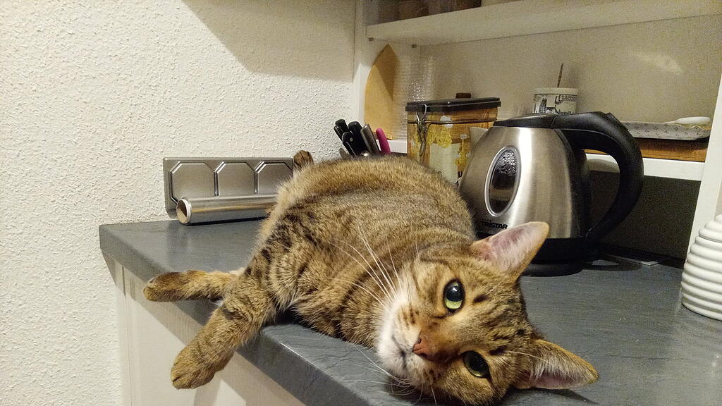 Weltkatzentag 2025