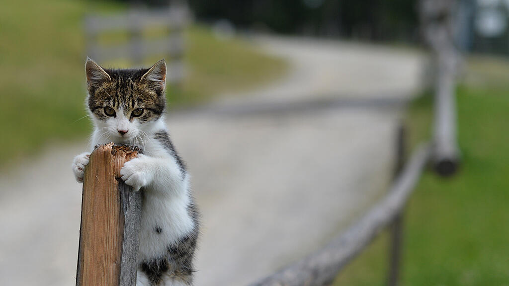 Katze, SB