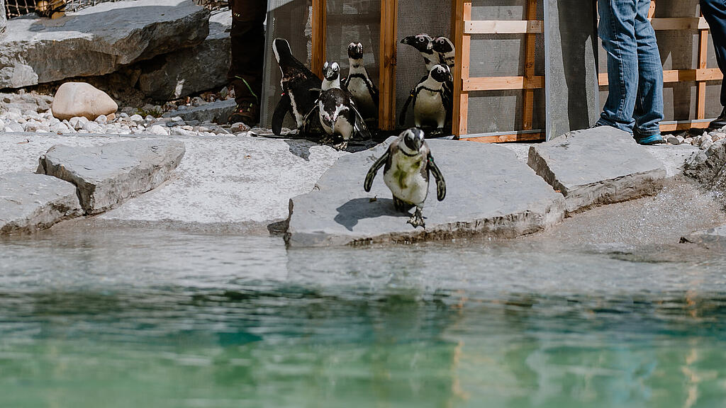 Zoo Salzburg, Brillenpinguin, Pinguin