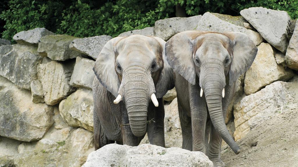 Die Erdmännchen sind die beliebtesten Tiere in Schönbrunn