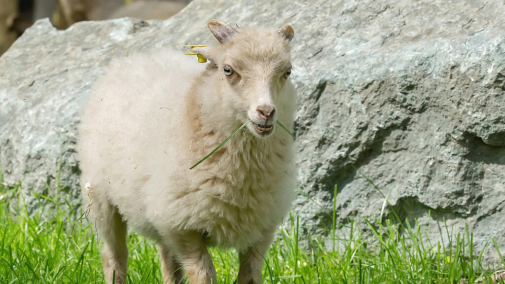 Streichelzoo Tiergarten Sch\u00f6nbrunn