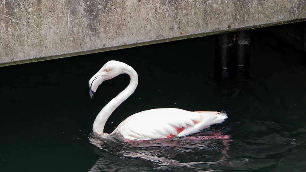 Flamingo, Almkanal