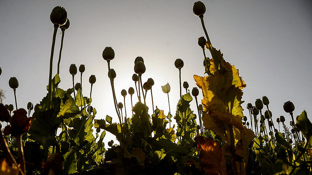Riesiger Opium-Fund in Kanada