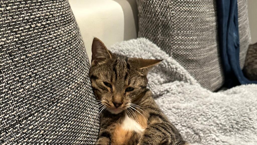 Kater in Bürmoos vermisst