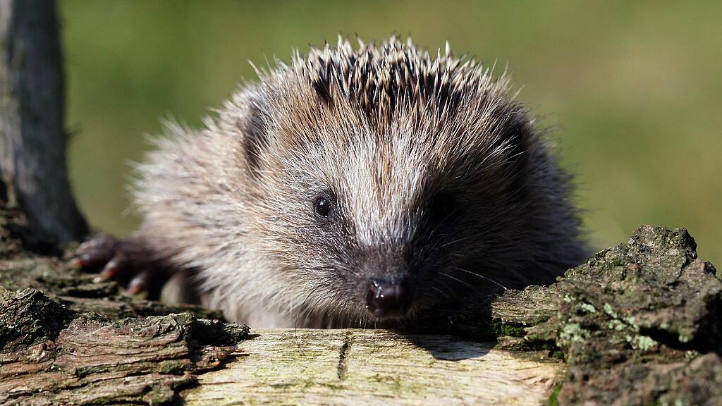Igel