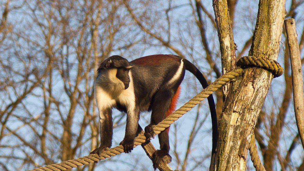 Frühlingserwachen im Salzburger Zoo