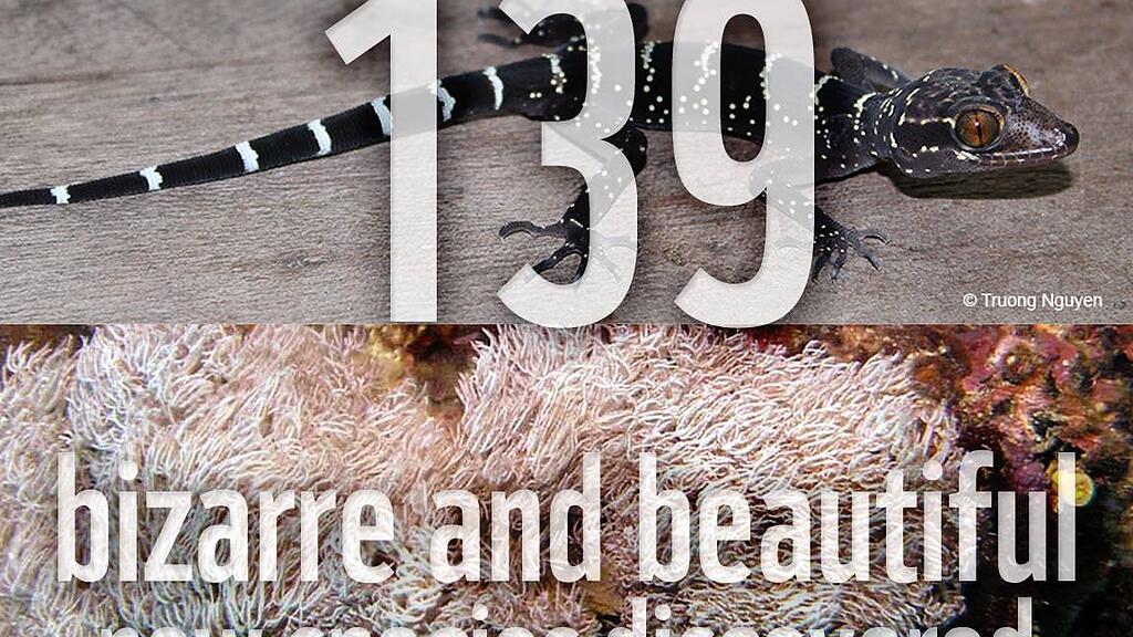 139 neue, bizarre Arten wurden entdeckt.