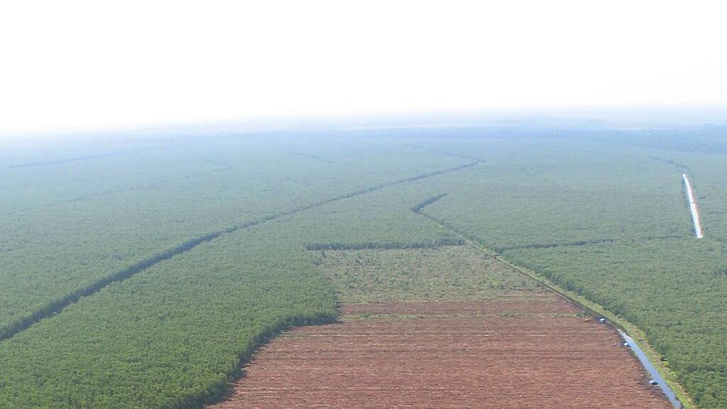 Immer mehr Wälder werden abgeholzt