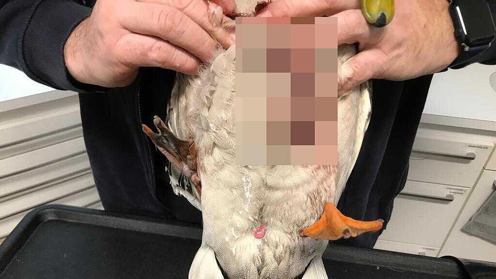 Entenquäler in der Stadt Salzburg