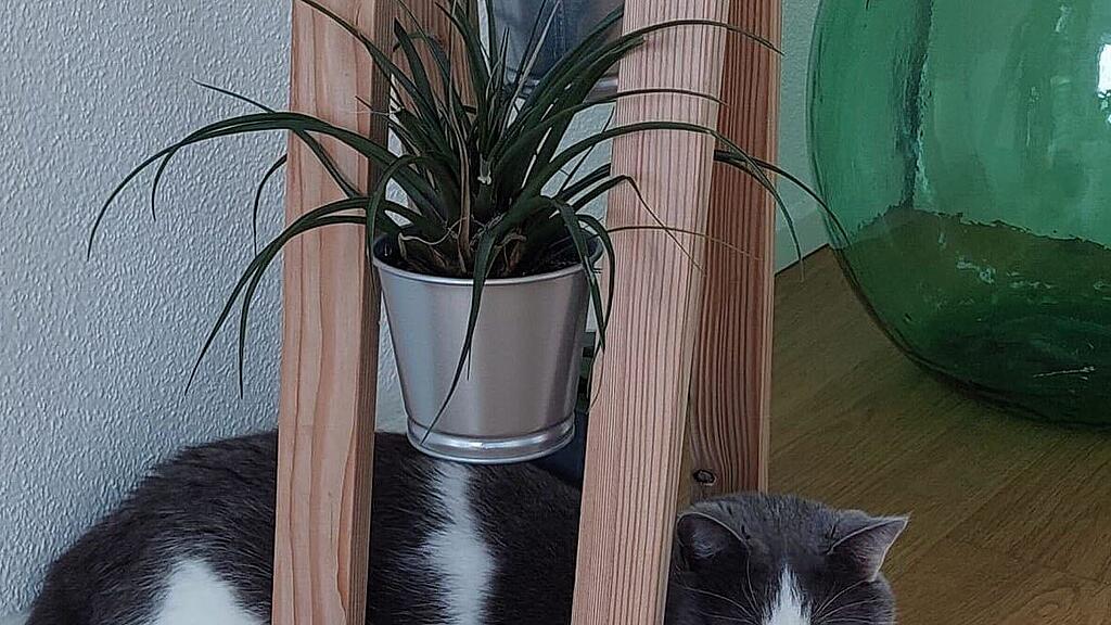 Weltkatzentag 2024