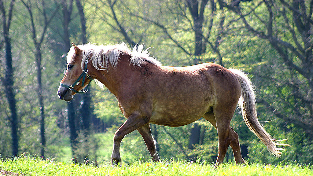 SB, Pferd, Reiten
