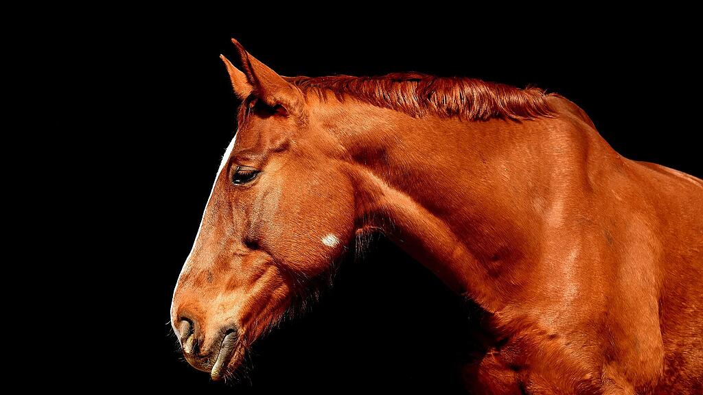 Pferd, SB