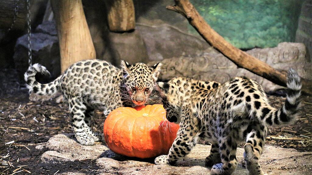 Kürbis Ahoi im Zoo Salzburg