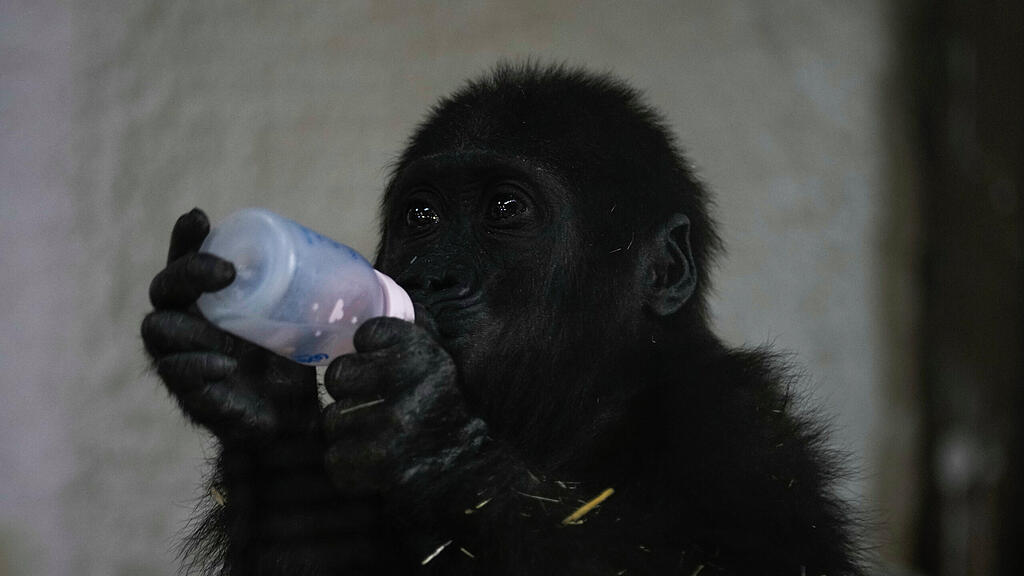 Gorillababy am Istanbuler Flughafen