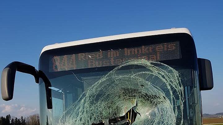 Rehbock springt in OÖ durch Busscheibe