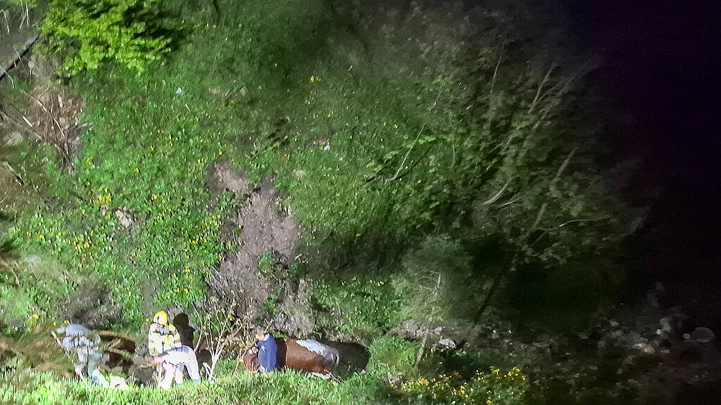 Kuh in Annaberg gerettet