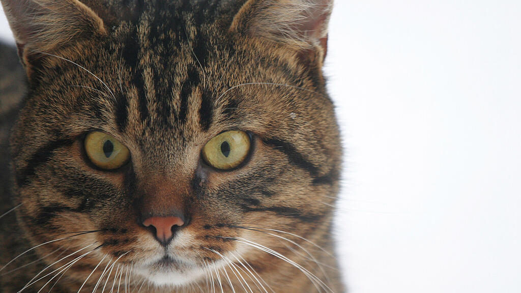 SB, Katze