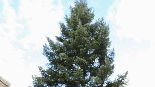 Christbaum am Residenzplatz II