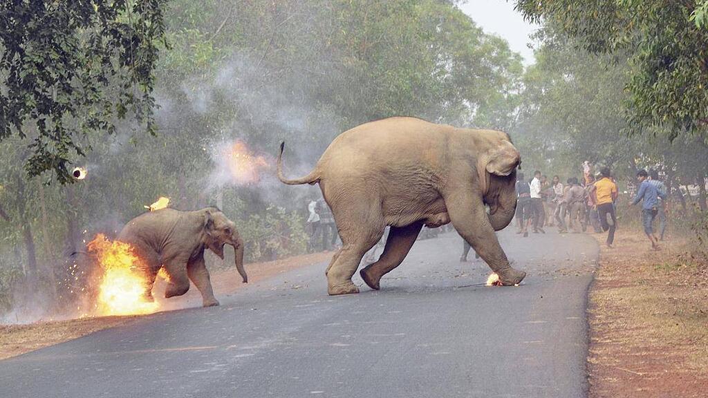 Das Foto wurde zum besten Wildnis-Foto des Jahres 2017 gekürt.