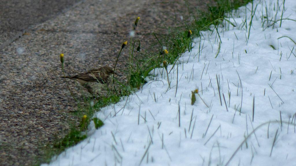 Schnee in Bad Gastein