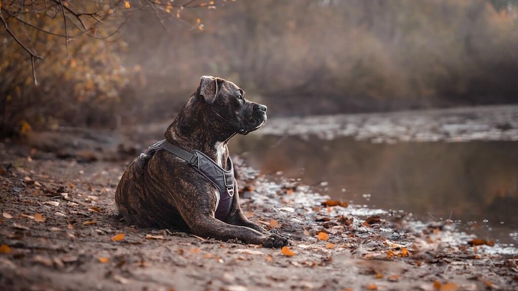 Pitbull