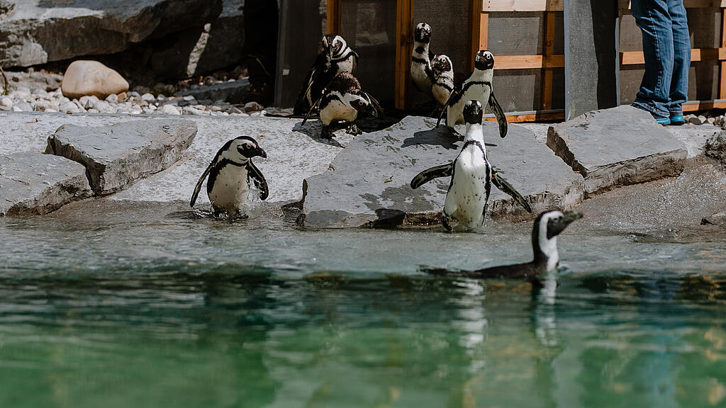 Zoo Salzburg, Brillenpinguin, Pinguin