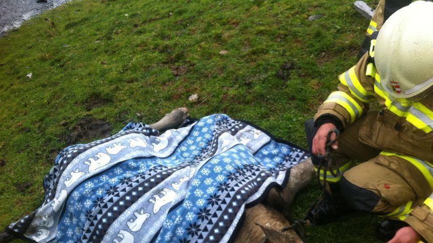 Bilder der Tierrettung
