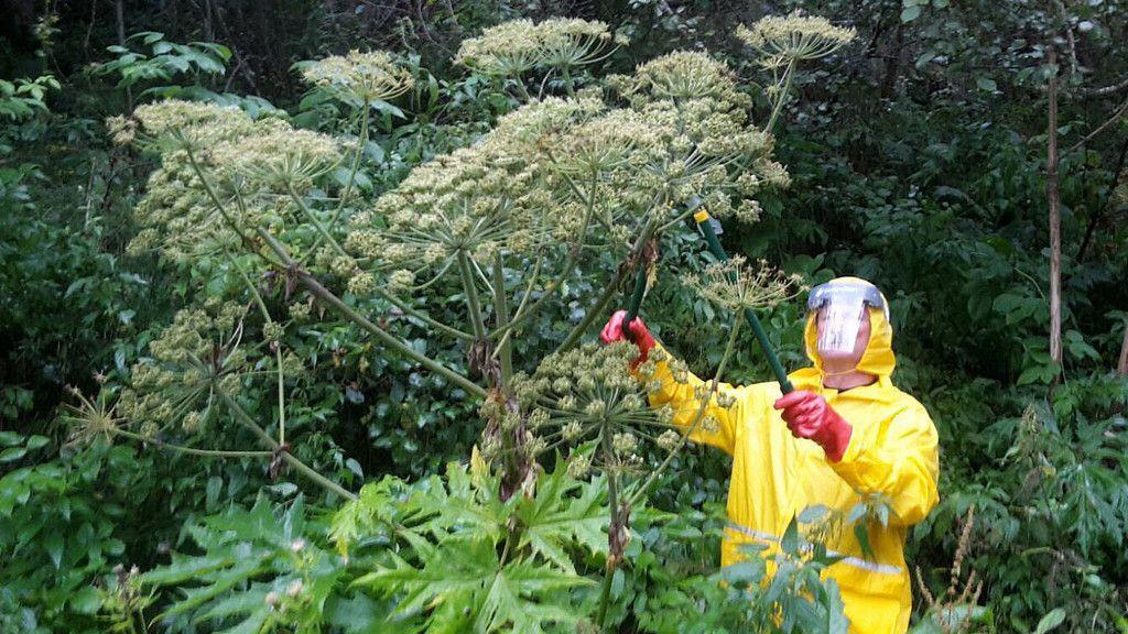 Berg- und Wasserwacht befreit Ramingstein von Riesenbärenklau