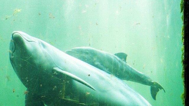 Tierbilder der Woche KW 52