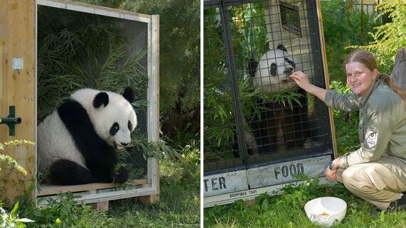 Ein Panda in der Box: Fu Hu fliegt von Wien nach China.