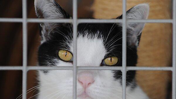 Hunde und Katzen sind in Zoofachhandlungen bald nicht mehr erlaubt