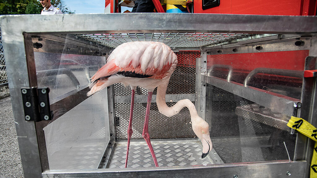 Flamingo aus Almkanal gerettet