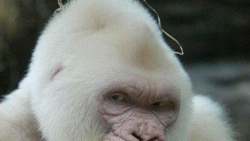 Schneeflöckchen / Copito de Nieve: Einziger Albino-Gorilla der Welt