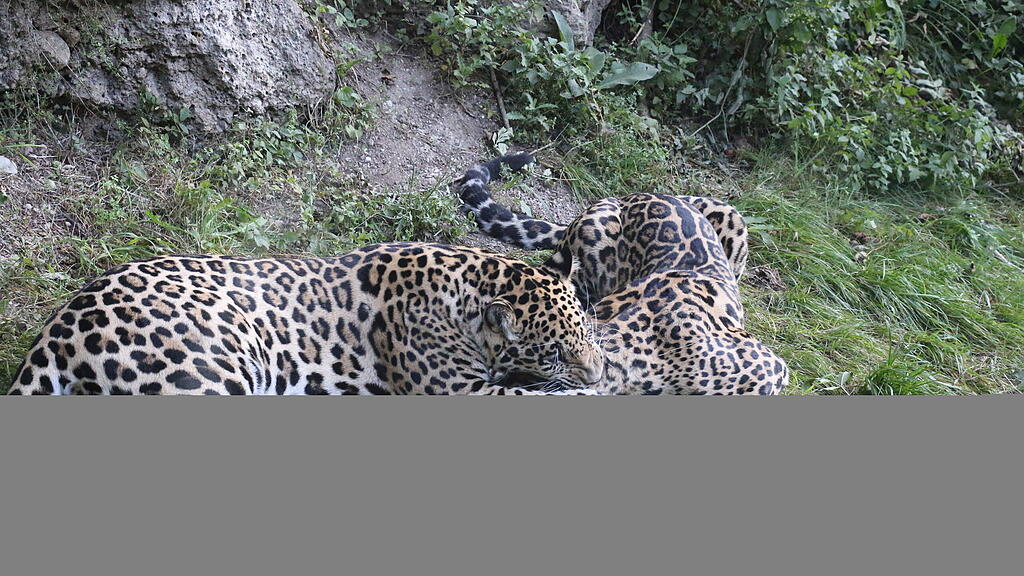 Jaguarnachwuchs