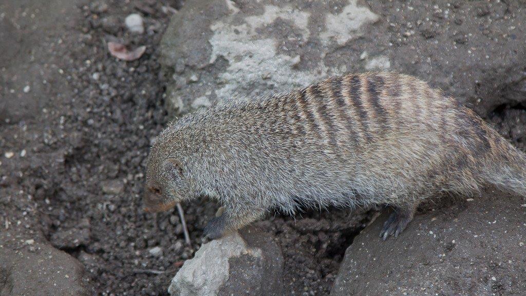 Frühlingserwachen im Salzburger Zoo