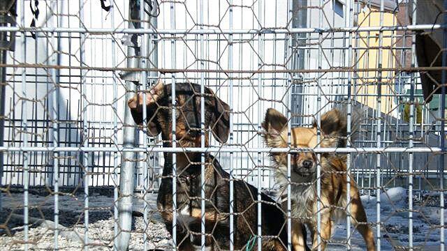 Die Hunde im Zwinger in Liefering - bei Temperaturen bis zu 35 Grad im Freien.