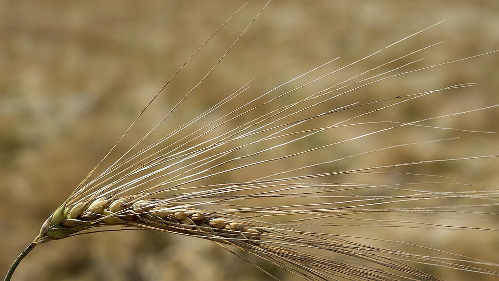 169707_Gerste._Aehre_von_Getreide_auf__Feld_vor_der_Ernte.jpg
