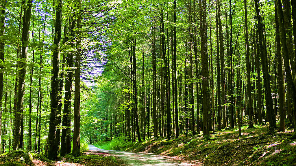 Wanderweg, Wald, Forststraße, SB